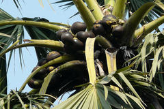 Borassus flabellifer